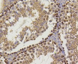 HistoneH2AE Rabbit anti-Human, Clone: SR4-17, Novus Biologicals 100&mu;L:Antibodies,